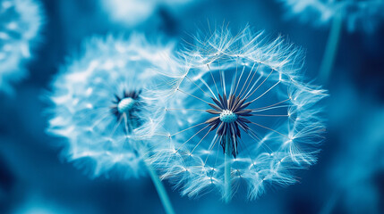 Naklejka premium Close-up of delicate white dandelion seeds in soft focus with cyanotype blue tones creating dreamy spring aesthetic, natural texture, and ethereal botanical visual perfect for creative or nature image