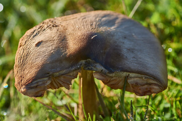 Close up of wild mushrooms growing in cluster on mossy ground