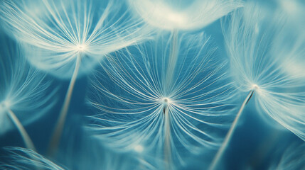 Naklejka premium Close-up of delicate white dandelion seeds in soft focus with cyanotype blue tones creating dreamy spring aesthetic, natural texture, and ethereal botanical visual perfect for creative or nature image