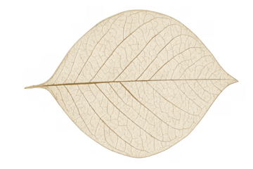 Skeleton leaf showing delicate transparent veins and intricate natural structure on a transparent background