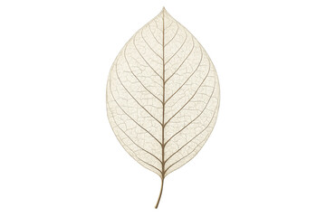 Delicate skeleton leaf showcasing intricate vein structure and natural decay on a transparent background