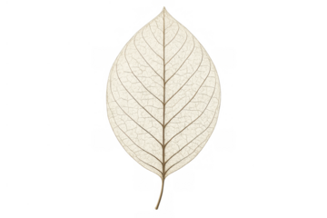 Delicate skeleton leaf showcasing intricate vein structure and natural decay on a transparent background