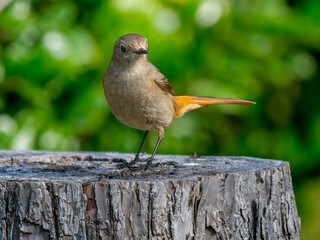 切り株にとまるジョウビタキのメス