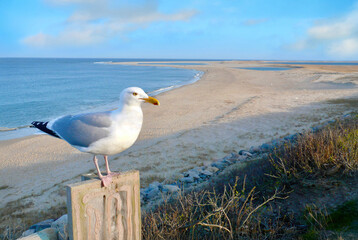 Chatham, Cape Cod Beach with Seagull on Post