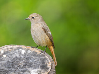 切り株にとまるジョウビタキのメス