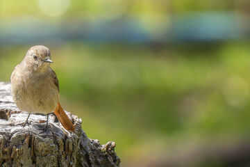 切り株にとまるジョウビタキのメス