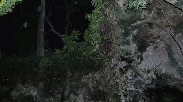 Egyptian rousette fruit bats (Rousettus aegyptiacus) flying and swarming at cave entrance, coastal Kenya