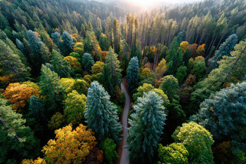 Aerial view of autumn forest with winding road