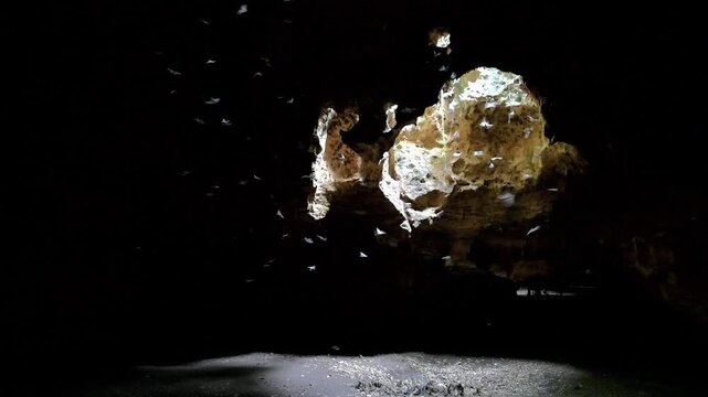 Multiple insectivorous bats including African sheath-tailed (Coleura afra) and trident bats (Triaenops afer) flying in cave lighted from an opening in the roof, coastal Kenya