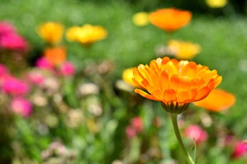 Flor amarilla fotografiada en primer plano durante la primavera.