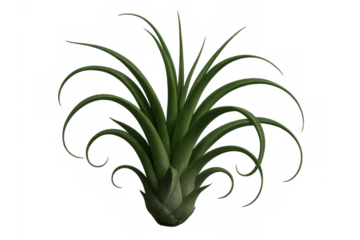 Tillandsia air plant with green foliage, a low maintenance houseplant creating fresh home decor design isolated on transparent background