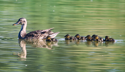Mallard duck and ducklings