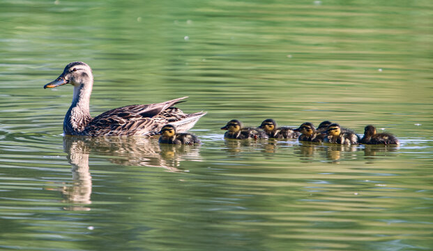 Mallard duck and ducklings