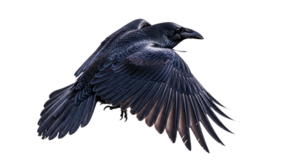 Black Crow in Flight with Spread Wings 1.