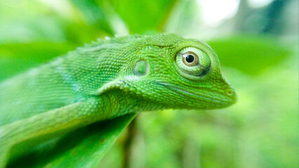 green lizard on a branch