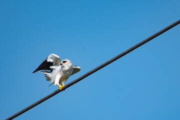 Black-Shouldered Kite Perched on Electric Cable Watching for Prey