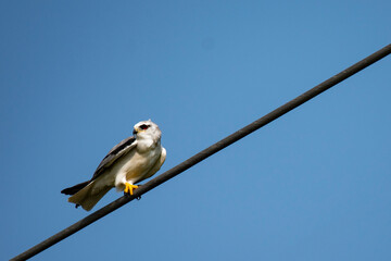 Black-Shouldered Kite Perched on Electric Cable Watching for Prey
