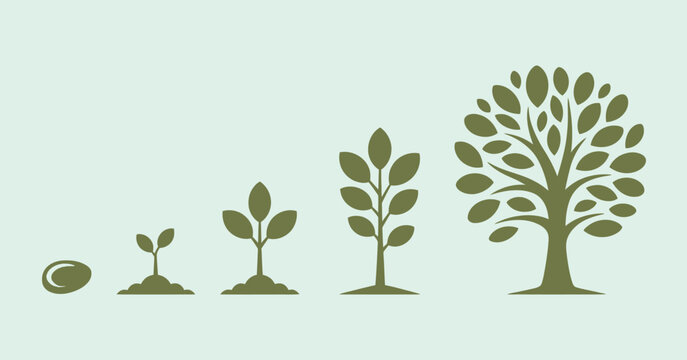 a detailed set of illustrations of nature plant growth stages, from seed to sprout to mature tree with green leaves, ideal for educational posters, and environmental awareness visuals.