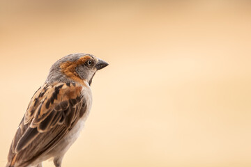 The Kenya Rufous Sparrow (Passer rufocinctus) bird found in Rift Valley ,Tanzania.