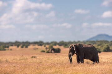 Elephant in the middle of Serengeti National park Savannah in Tanzania.