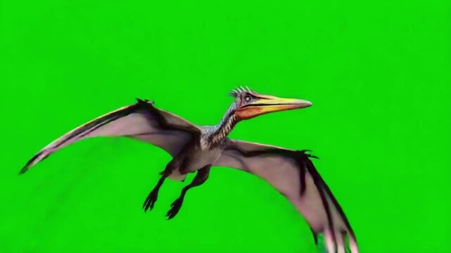 Pterodactyl flying with wings spread against a vibrant green screen background animation clip dinosaur green screen video