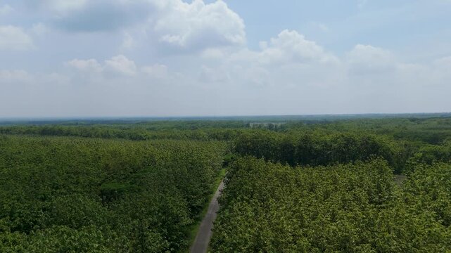 Drone footage presenting a striking contrast between a dense green Teak (Jati) forest plantation and brown tilled fields, divided by a road, offering compelling geometric views of the landscape.