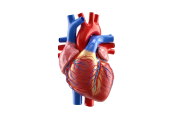 Realistic 3d rendering of the human heart organ showing major blood vessels, isolated on transparent background