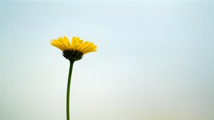 yellow daisy flower isolated on solid background