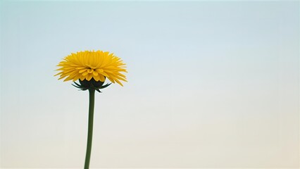 yellow daisy flower isolated on solid background