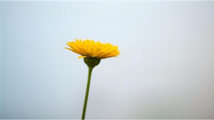 yellow daisy flower isolated on solid background