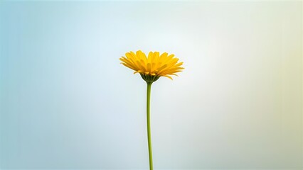 yellow daisy flower isolated on solid background