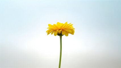 yellow daisy flower isolated on solid background