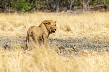 A large male Lion with prominent mane looking over its shoulder on a hot day near Khwai, Botswana
