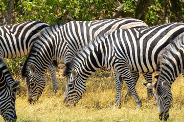 A herd or dazzle of Burchell's zebras grazing on a dry grassland near Khwai in Botswana