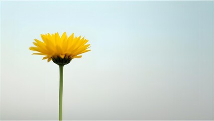 yellow daisy flower isolated on solid background