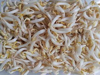 image of a bean sprout vegetable photographed at close range