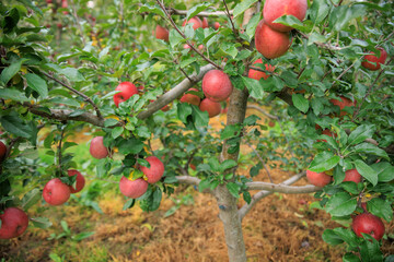 Red apples grow on tree in the orchard