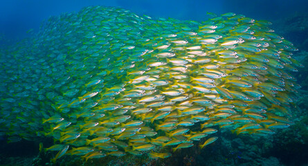 Underwater photo of school of fish at a coral reef. Yellow Snapper Fish. From a scuba dive off the coast of the island Koh Lanta in the south Andaman Sea in Thailand.