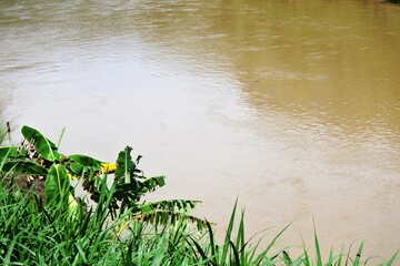 The banana plants or Musa that grow well on the riverbanks with elephant grass or Cenchrus purpureus plants growing around them and are usually used as animal feed such as for cows and goats