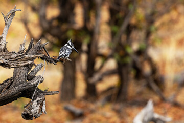 A common Pied kingfisher perched on a tree and looking for food in a woodland scenery in Okavango delta, Moremi Game Reserve in Botswana