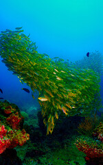 Underwater photo of school of fish at a coral reef. Yellow Snapper Fish. From a scuba dive off the coast of the island Koh Lanta in the south Andaman Sea in Thailand.