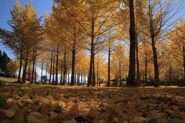 愛媛県久万高原町　高野展望台の銀杏の森