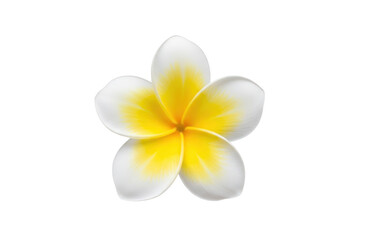 Naklejka premium Beautiful tropical plumeria flower with white petals and a bright yellow center, isolated on transparent background, perfect for summer and spa themes