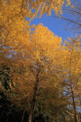 愛媛県久万高原町　高野展望台の銀杏の森