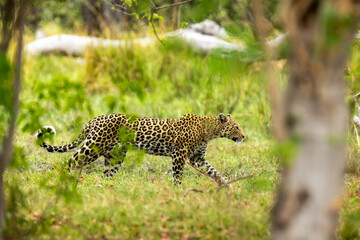 A large predator, the Leopard walking in the middle of a woodland during a dry season near Xakanaxa camp in Moremi Game Reserve, Botswana