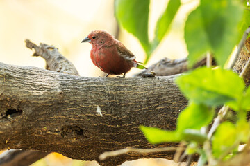 Jameson's firefinch standing on a fallen tree in a dry habitat in Okavango delta in Moremi Game Reserve, Botswana