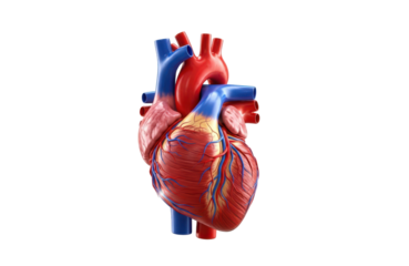 Realistic 3d rendering of a human heart anatomical model showing major blood vessels, isolated on transparent background