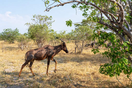 A lonely Common tsessebe walking in the middle of bush during dry season in Moremi Game Reserve, Botswana