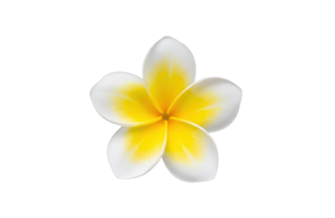 Beautiful single plumeria flower with white petals and a vibrant yellow center, isolated on transparent background, perfect for tropical and summer themed designs