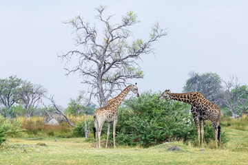 Two Southern giraffes feeding during a drought in Moremi Game Reserve in Northern Botswana	